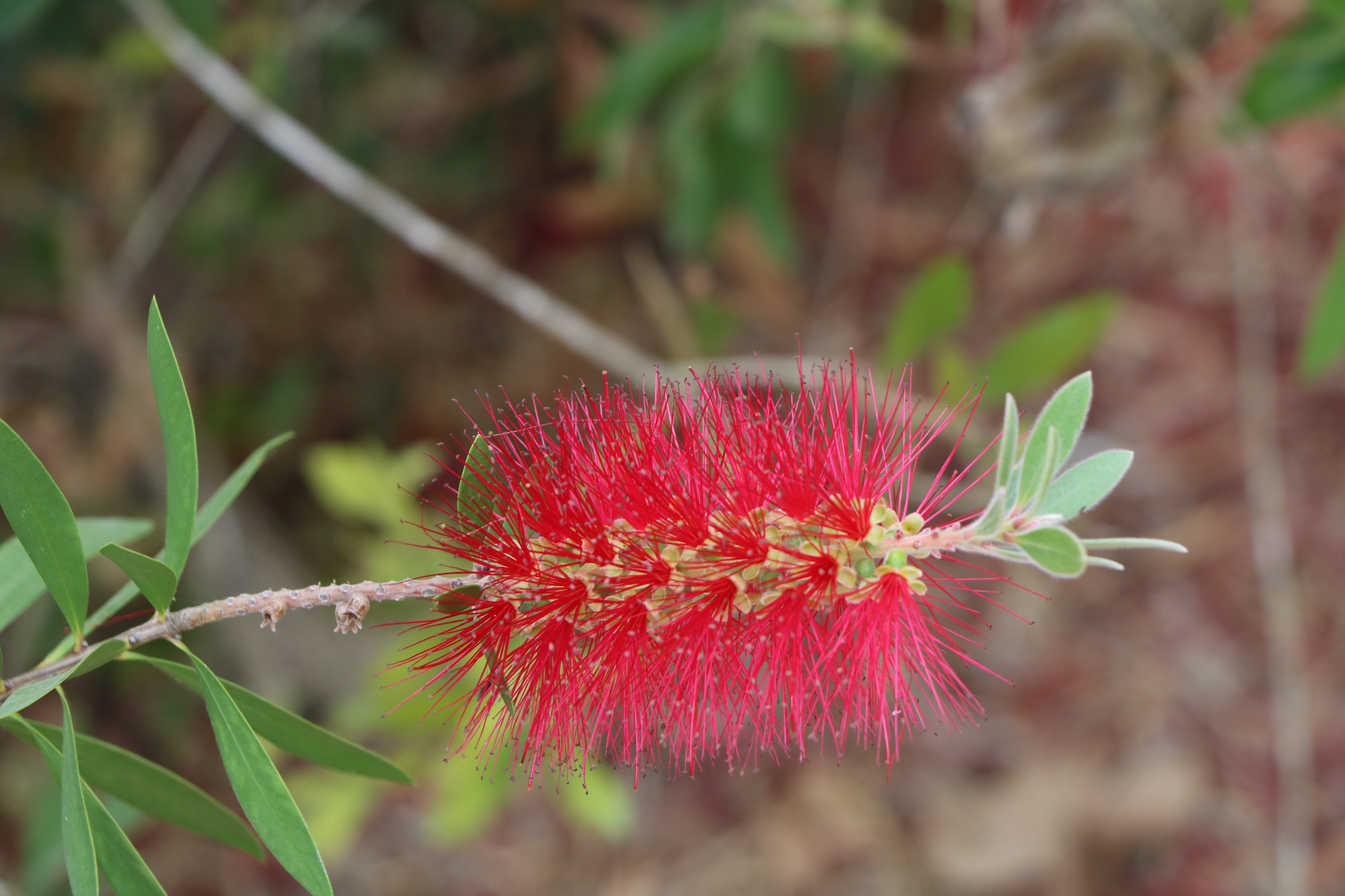 callistemon speciosus